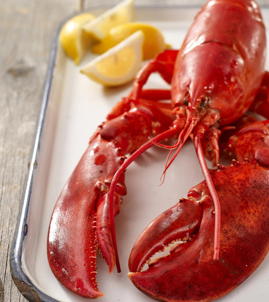 Lobster Dorr Lobster Co., Inc.