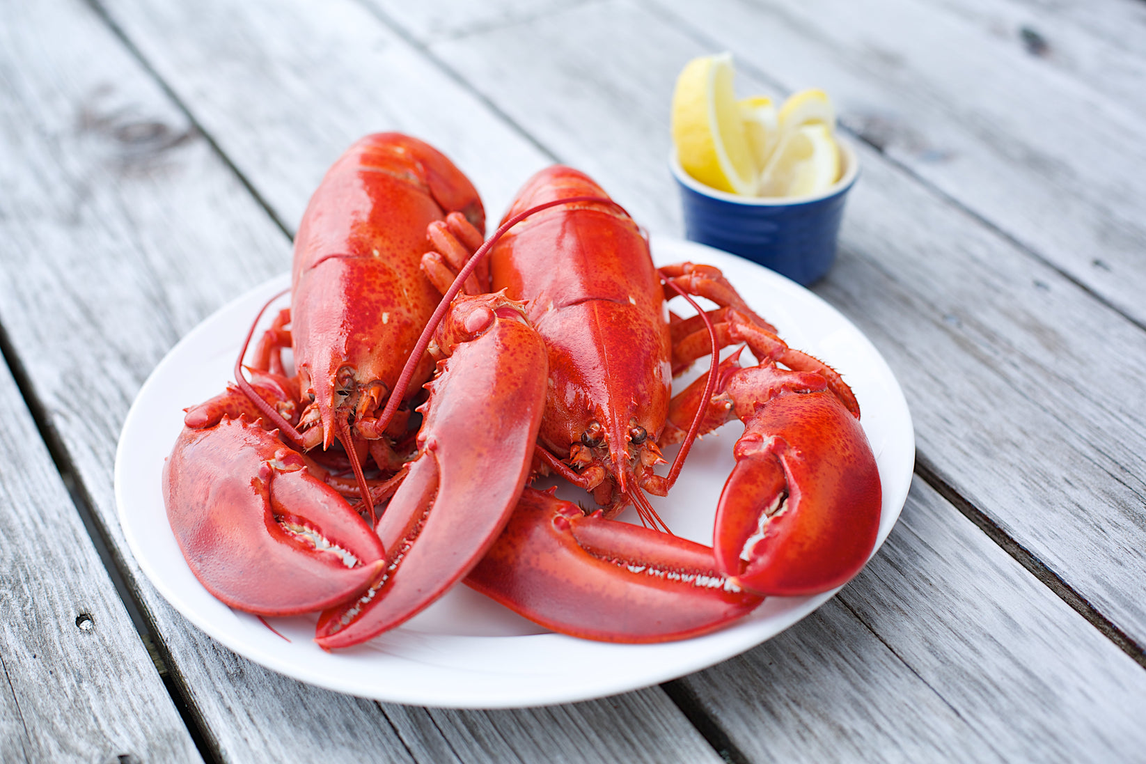 Live Maine Lobster Shipped to your door overnight delivery. Dorr