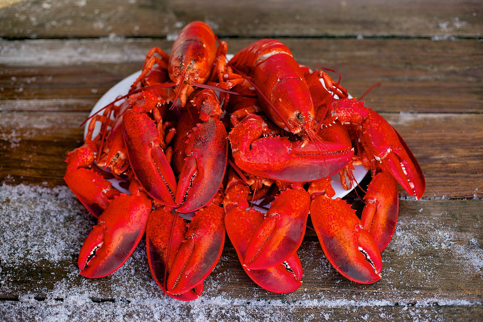 Live Maine Lobster Shipped to your door overnight delivery. Dorr